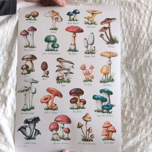Botanical Mushroom Art Print - Colorful Fungi Wall Decor